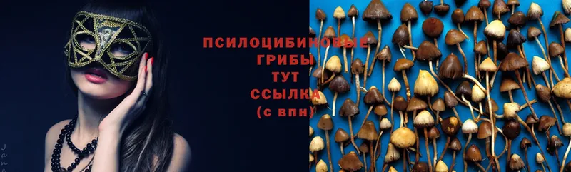 купить  сайты  Тавда  Псилоцибиновые грибы MAGIC MUSHROOMS 